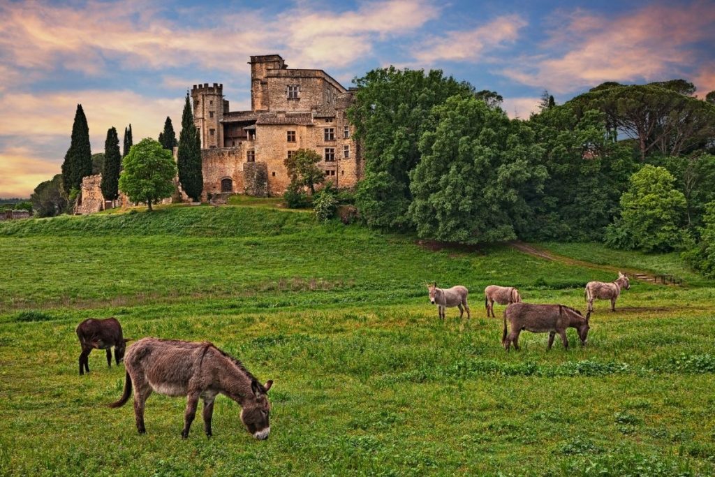 donkeys in front of the Renaissance chateau at Lourmarin in Luberon Provence